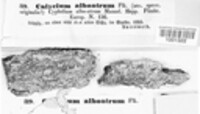Image of Calicium alboatrum